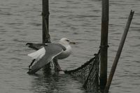 IMG_8456.jpg